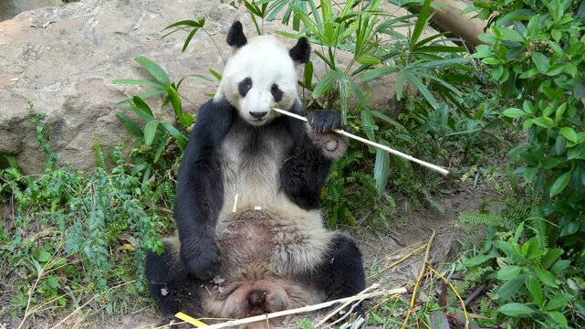Panda eating shoots of bamboo. Rare and endangered black and white bear.