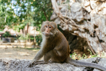 monkey is sitting on a large rock, gazing curiously into the distance. Surrounded by lush greenery and rocky terrain, the animal enjoys a peaceful moment in its natural habitat during the day
