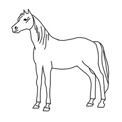 Obraz premium Arabian Horse Sketch Illustration