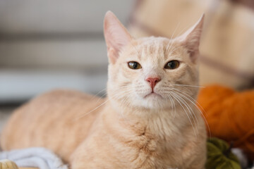 Cute cat at home on autumn day, closeup