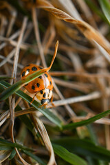 Lady Bug climbing through grass