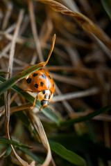 Lady Bug climbing through grass