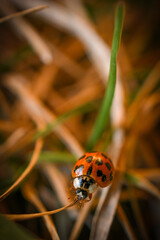 Lady Bug climbing through grass