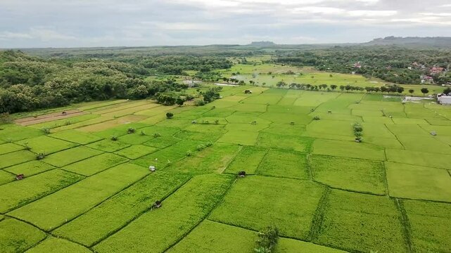 Aerial view of lush green rice fields with a hill in the background under a cloudy sky in Sekapuk village, Gresik, East Java, Indonesia.