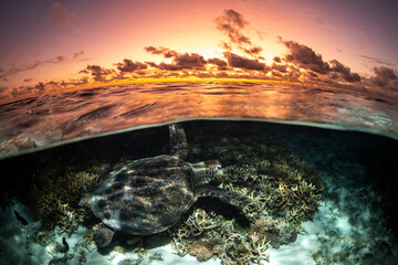 Over-under images of sea turtles swimming through clear waters at Heron Island, Australia.