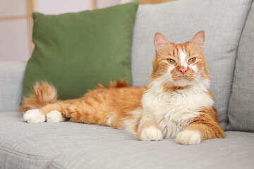 Cute cat lying on grey sofa at home