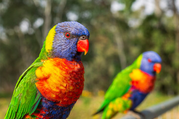 Rainbow lorikeets at a tourist park in sapphire, Queensland, Australia. 