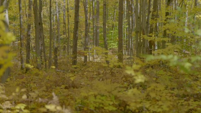 forest leaves in autumn