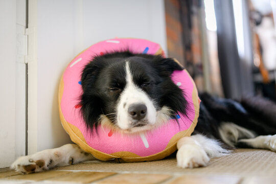 Sleeping Border Collie dog wears after surgery inflatable donut collar to prevent from biting, licking, scratching. - Powered by Adobe