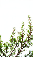 Fototapeta premium green thuja branches on a white isolated background, dreamy atmosphere. with white shades