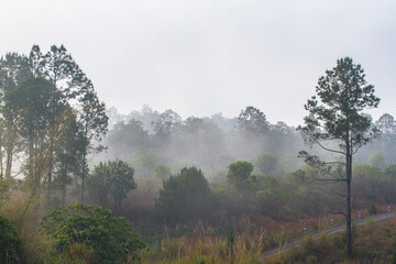 Fototapeta premium misty morning in the forest