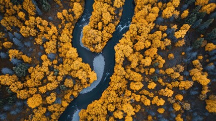 Majestic Aerial View of Winding River Cutting Through Vibrant Autumnal Forest