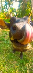 Nature's Humor: A Buffalo in the Green Field/Close-Up of a Curious Buffalo Licking Its Nose in a Lush Green Field