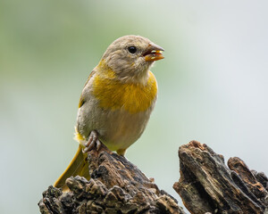 Saffron Finch