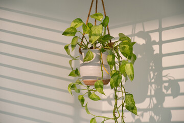 Hanging plant with sunlight streaming through window.