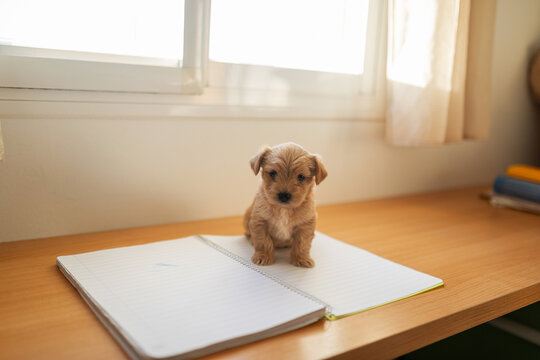 portrait of little puppy on a sheet of paper on a desk at home