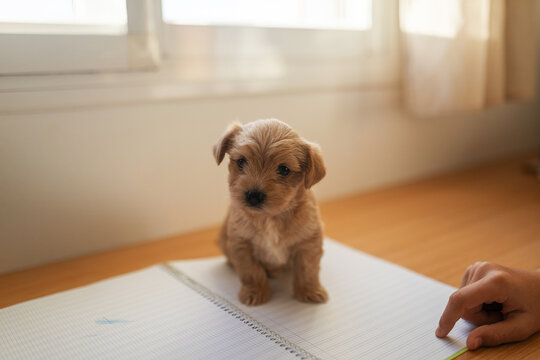 portrait of little puppy on a sheet of paper on a desk at home