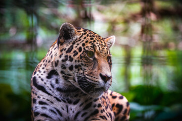 Jaguar el rey del Amazonas