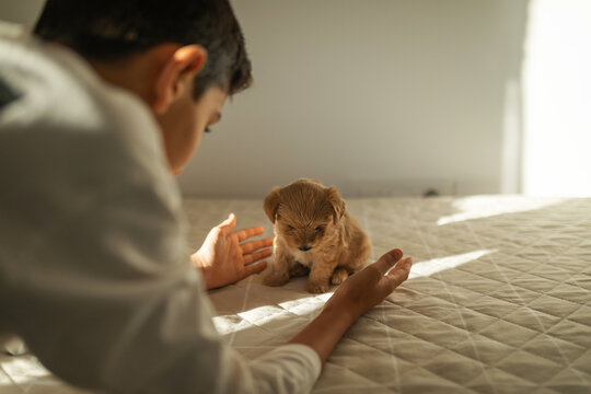 boy playing with puppy at home