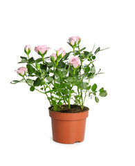 Beautiful pink rose in pot on white background