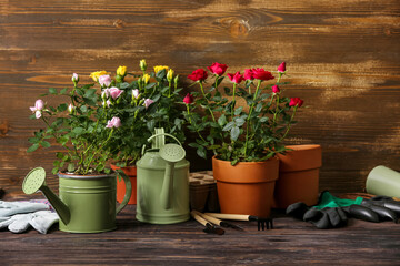 Beautiful roses in pots and gardening supplies on table against wooden background