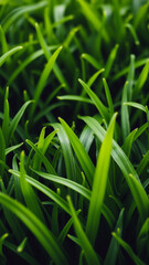 Obraz premium Green juicy grass, Close-up