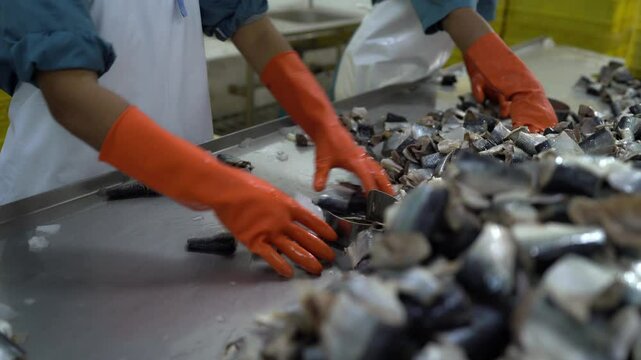 Workers' hands are sorting fresh fish to be sent to the production line factory food production line