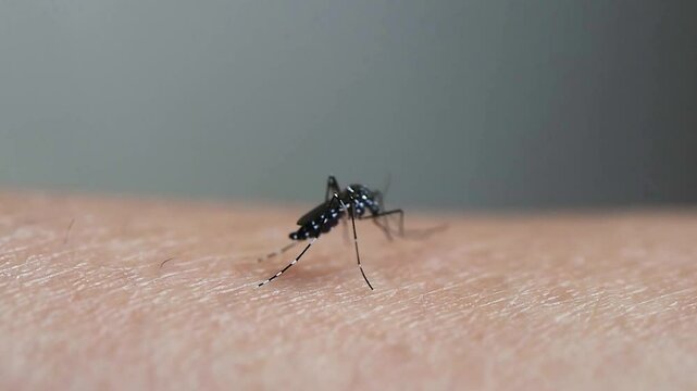 Close up of a mosquito sucking human blood