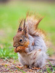 Squirrel eats a nut while sitting in green grass. Eurasian red squirrel, Sciurus vulgaris