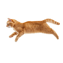 playful orange cat leaps gracefully in mid air, showcasing its agility and energy