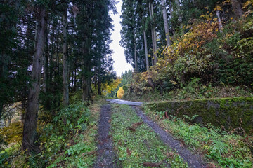 Historic old road “Salt Road” which is also a long distance hiking course and its surroundings