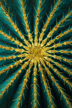 barrel cactus macro