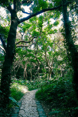 Hiking trail in the forest at Park