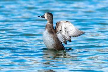 La belleza de la naturaleza, patos en el lago.