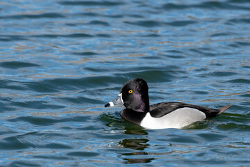 La belleza de la naturaleza, patos en el lago.