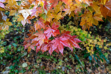 Historic old road “Salt Road” which is also a long distance hiking course and its surroundings