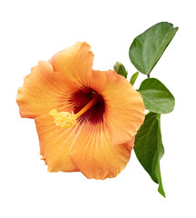  Bright large yellow hibiscus flower. Flowers of Chinese hibiscus, China rose. Bunga raya. Hawaiian...