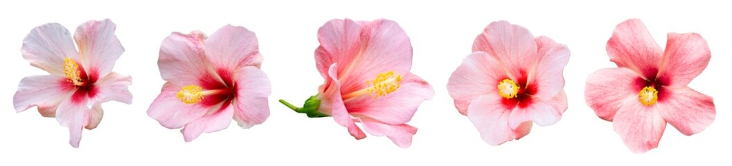 Bunga raya. Bright large pink hibiscus flower. Flowers of Chinese hibiscus, China rose. Hawaiian hibiscus, rose mallow , shoeblack plant (Hibiscus rosa-sinensis).