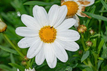 Obraz premium Marguerite White Daisy. Chamomile flower or White Daisy isolated. 
