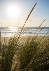 Fototapeta premium golden beaches, and peaceful existence of sand dunes and lush beach grass by ocean, interconnectedness of land and sea, showcasing vibrant coastal plants, 