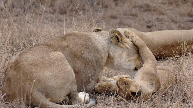 African lioness licks, grooms adorable lion cub on savanna, flat light