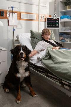 Bernese mountain dog comforting hospitalized young boy broken arm