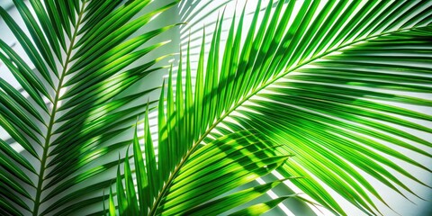 Elegant Light and Shadow Play with Tropical Palm Leaves on Minimalist White Background for Stunning Portrait Photography