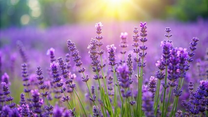 Fototapeta premium A field of lavender flowers with a border of tall purple blossoms and lush green leaves swaying gently in the breeze , greenery, floral fields