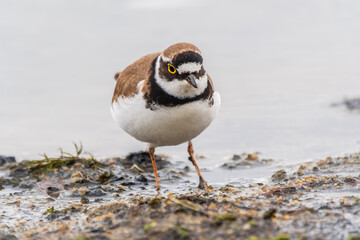 Little ringed plover (Charadrius dubius), bird standing on the lake shore