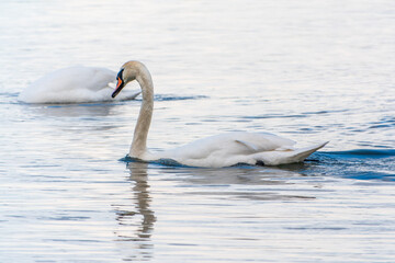 Graceful white Swan swimming in the lake, swans in the wild. Portrait of a white swan swimming on a lake.