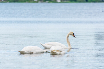 Graceful white Swan swimming in the lake, swans in the wild. Portrait of a white swan swimming on a lake.