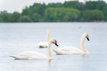 Three graceful white swans swims in the lake, swans in the wild.