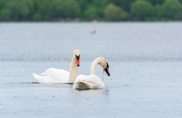 Fototapeta premium Two Graceful white Swans swimming in the lake, swans in the wild