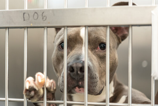 A Dog at the Humane Society